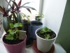 DSCF5675.jpg