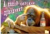 макака.jpg