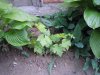 DSCN4148.jpg