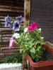 DSCF0115.jpg