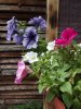 DSCF0116.jpg