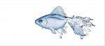 DEC FISH-1.jpg