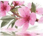 sakura.jpg
