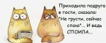 коты.jpg
