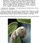 тихоходки.jpg