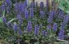 AjugaReptans050501.jpg