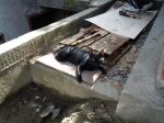 DSCN4335.jpg