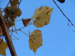 DSCN4454.jpg