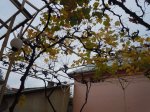 DSCN4490.jpg