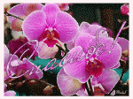 c84e6f026b13.gif