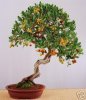 Arbutus_unedo.JPG