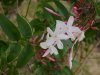800px-Jasminum_polyanthum_flowers.jpg