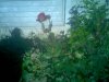 IMG322.jpg
