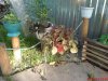 DSC00032.jpg