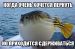 шл9.jpeg