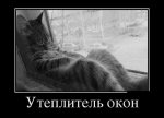 _кот в окне.jpeg