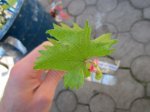 IMG_2014.JPG