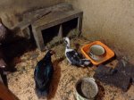DSC00290.JPG