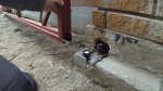 GOPR1838___нижний ролик и крепление.jpg