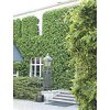 greenfacade1.jpg