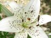 white-lilium.jpg