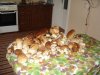 DSC09357.JPG