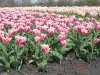 DSC08859.jpg