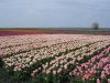DSC08858.jpg