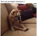 пес.jpeg