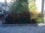 IMG_20130823_205439.jpg