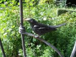 DSCF3670.JPG