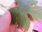 DSCF6409.JPG