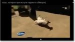 козы.jpg