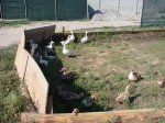 DSC08189.JPG