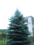 Elka sgolubaya.jpg