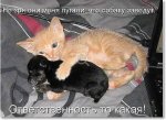 улыбнуло котик однокл.jpg