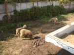 DSC08312.JPG