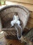 these_funny_animals_1077_01.jpg