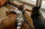 xoxot_animal688.jpg