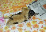 1336160003_funny_animals_cm_20120423_00738_015.jpg