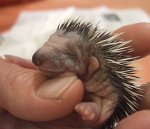 1296080323_tiny_adorable_animals_05.jpg