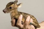 1296080368_tiny_adorable_animals_10.jpg