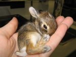 1296080351_tiny_adorable_animals_17.jpg
