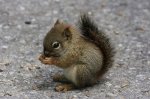 1296080351_tiny_adorable_animals_08.jpg