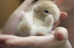 1296080327_tiny_adorable_animals_02.jpg