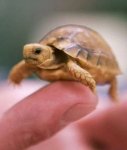 1296080324_tiny_adorable_animals_13.jpg