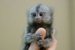 1296080326_tiny_adorable_animals_22.jpg