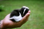 1296080400_tiny_adorable_animals_23.jpg