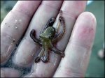 1296080383_tiny_adorable_animals_25.jpg