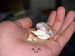 1296080340_tiny_adorable_animals_21.jpg
